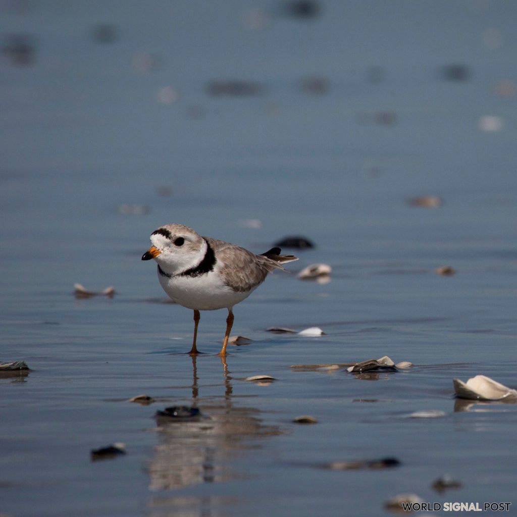Trump Administration Eases Protections for Endangered Species