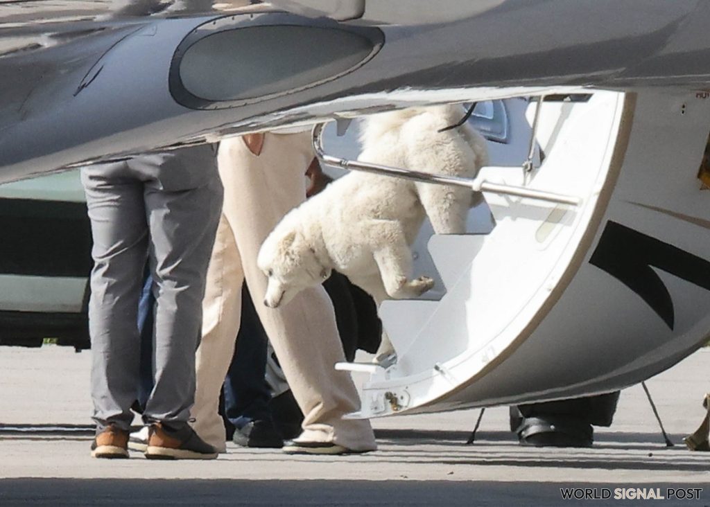 Taylor Swift and Travis Kelce's Dog: New Insights Revealed Taylor Swift and Travis Kelce's Dog: New Insights Revealed