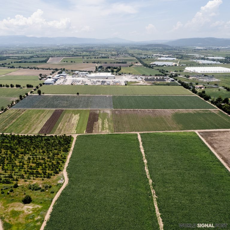 Cyclospora Outbreak Hits Lettuce Farms in Mexico Hard